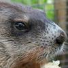 Groundhog Day