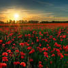 Flanders Field