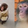 Ikea Monkey