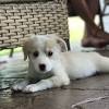 National Puppy Day