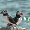 Puffin