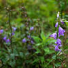 Creeping bellflower