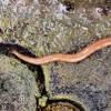 Hammerhead worm